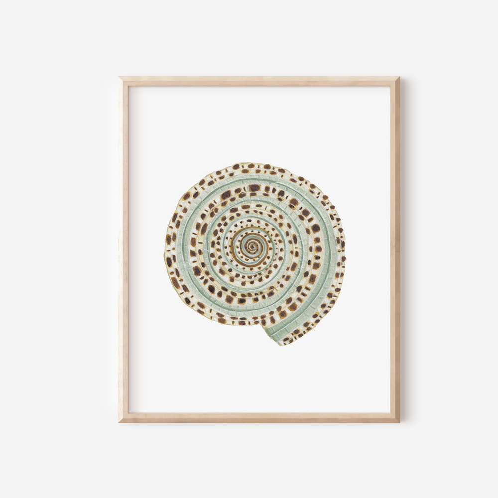 Sundial Shell Art Print 8x10 — Catherine Cartie